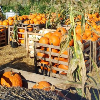 Czy byliście kiedyś na farmie dyń? To był mój pierwszy raz na takiej farmie, do tej pory nie interesowały mnie. Przyznaję jednak, że można tam spędzić fajnie czas.

Dynie kojarzą mi się z jesienią 😊 i chyba już czas pożegnać lato. Chociaż bardzo mi szkoda 🥲

Magic Pumpkin Farm w Powsinie 🎃🎃🎃 to również zwierzątka jak alpaki, kury, gęsi, króliki i kozy. Plac zabaw dla dzieci, mała kolejka linowa, gokarty i labirynt. Zdecydowanie miejsce dla dzieci lub na sesję zdjęciową. ☀️🌤🌄całkiem, całkiem...

#farmadyń #farma #dynia🎃 #powsinfarmadyń #powsin #atrakcjedladzieci #atrakcjedladziecipowsin #atrakcjedladzieciwarszawa