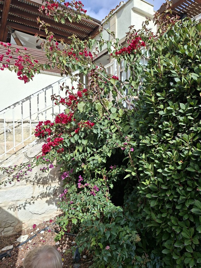 Na Cyprze jest bardzo dużo kwitnących krzewów